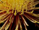 Sun Dance I