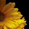 Sun Sparkled I