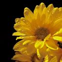 Sun Sparkled II