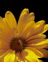 Sun Sparkled III