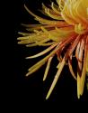 Sun Dance III