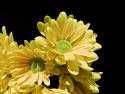 Daisy Dazzle I