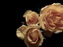 L'Essence de la Rose I