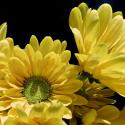 Daisy Dazzle II
