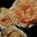 L'Essence de la Rose II