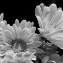 Daisy Dazzle BW I