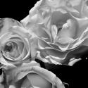 L'Essence de la Rose BW I