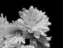 Daisy Dazzle BW II