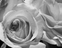 L'Essence de la Rose BW III