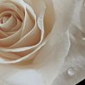Rose Droplets
