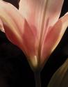 Blooming Peach Floral