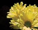 Yellow Daisy II