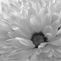 Blooming Daisy I B&W