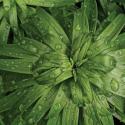 Nature Up-Close I
