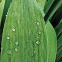 Nature Up-Close III