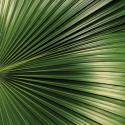 Nature Up-Close IV
