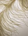 Feather Close-Up III