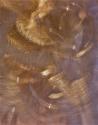 Gold Brushed Metal I
