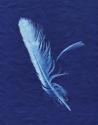 Indigo Feather I