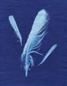 Indigo Feather II