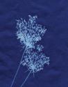 Indigo Flowers