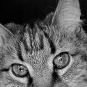 Cat Eyes B&W II
