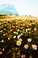 Mountain Summer I