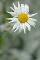 Summer Bloom I
