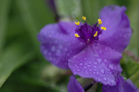 Summer Bloom II
