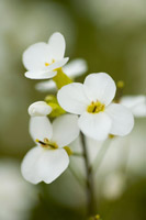 Summer Bloom V