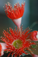 Summer Bloom XII