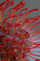 Summer Bloom XIII