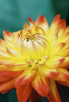 Summer Bloom XV