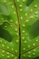 Spotted Leaf I