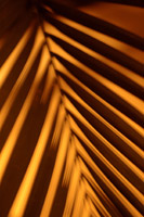 Leaf Shadow I