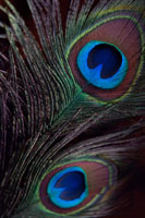 Peacock Feathers I