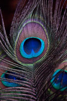 Peacock Feathers II