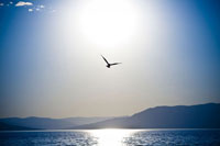 Take Flight