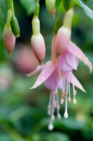 Fuchsia Bloom II