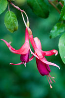 Fuchsia Bloom III