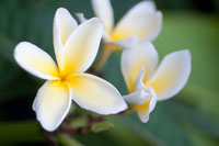 Plumeria II