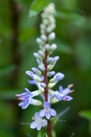 In the Garden I