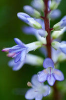 In the Garden II