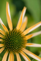 Echinacea I