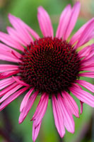 Echinacea III