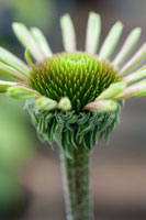 Echinacea IV
