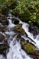 Wahkeena Falls I