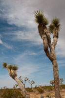 Joshua Tree I