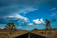Joshua Tree National Park III