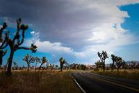 Joshua Tree National Park IV